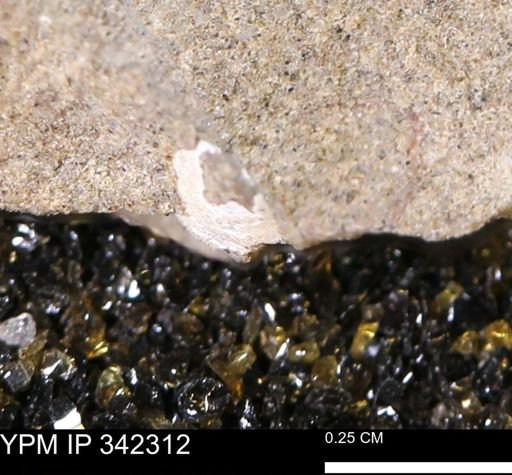 undet. Bivalvia