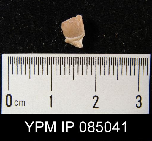 Chonetes tenuistriatus