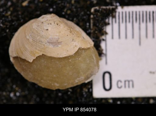Limopsis striatopunctatus