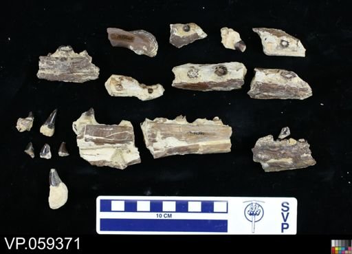 undet. Mosasauridae