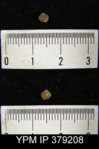undet. Brachiopoda