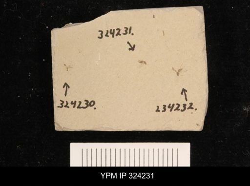 undet. Insecta