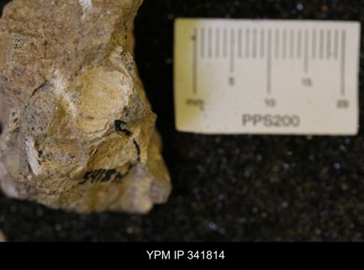 Scaphites?