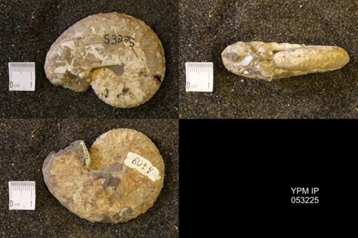 Discoscaphites conradi