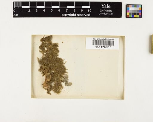 Plantae