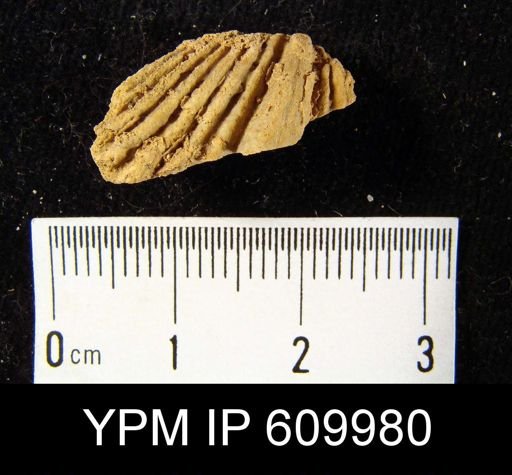 Spirifer concinnus