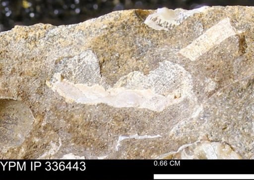 undet. Mollusca