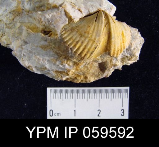 Spirifer worthenanus