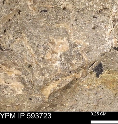Baculites sp.