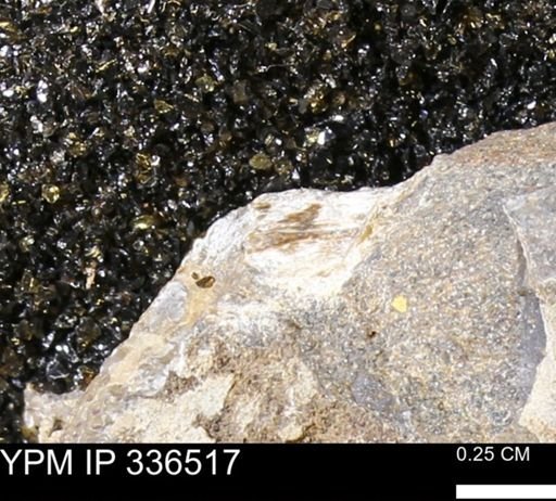 undet. Mollusca