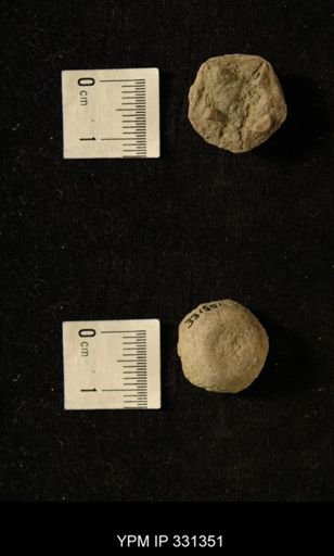 Delocrinus?