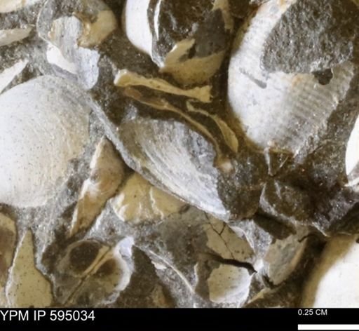 Protocardia sp.