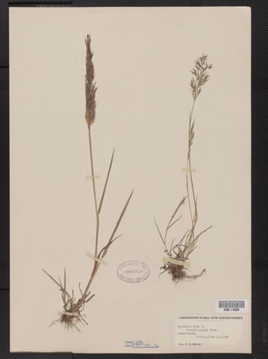 Agrostis alba