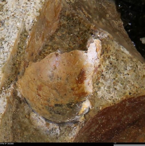 undet. Ammonoidea