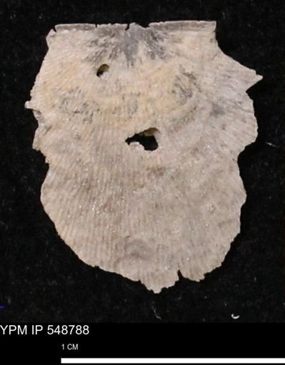 Stropheodonta perplana