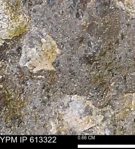 Scaphites sp.