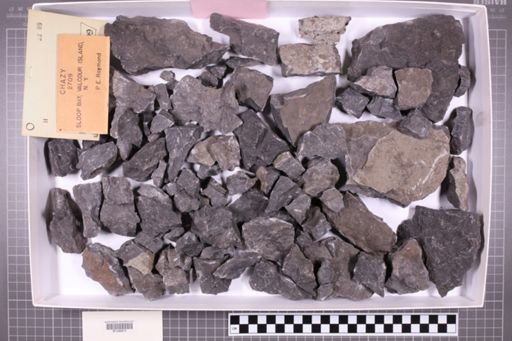 mixed taxa, stratigraphic collection