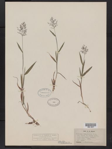 Panicum columbianum tsugetorum