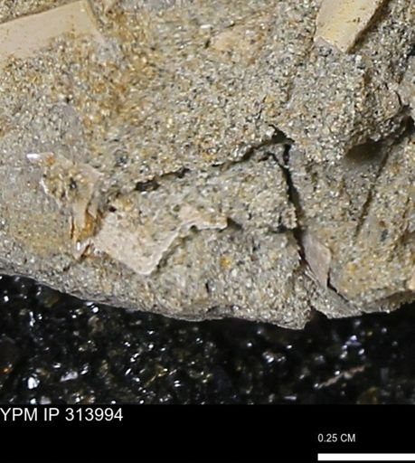 undet. Bivalvia