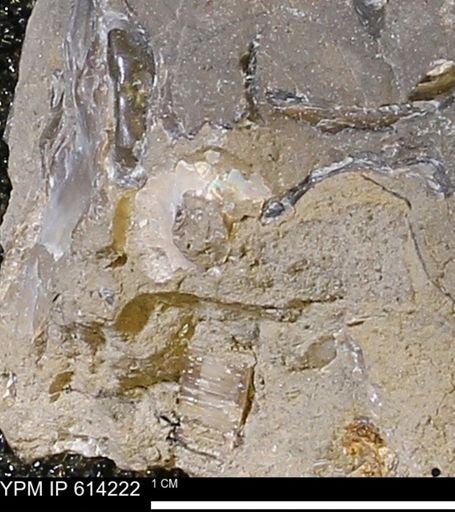 Ammonoidea
