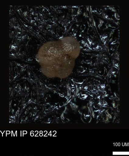 undet. Foraminiferida