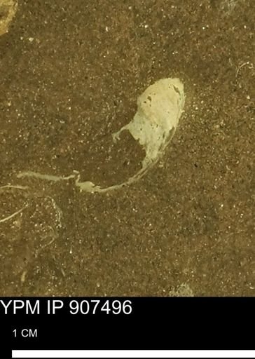 undet. Mollusca