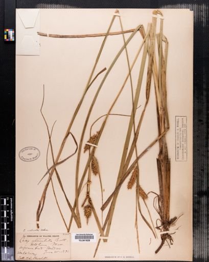Carex rostrata