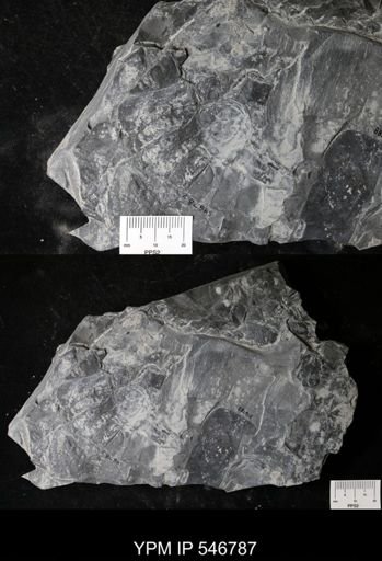 Hughmilleria sp.
