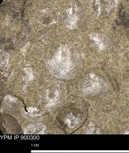 Anomia gryphorhyncha