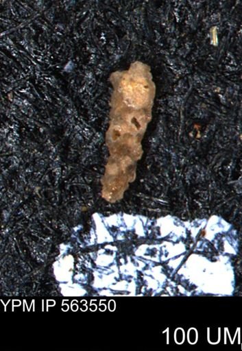 Verneuilinoides hectori