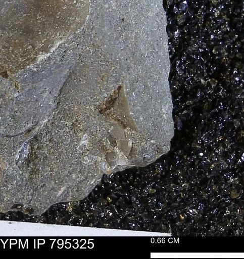 undet. Bivalvia