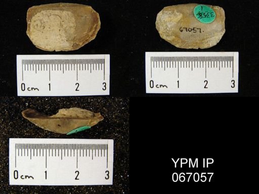 Stropheodonta canace
