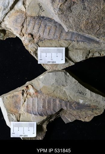 undet. Aglaspida