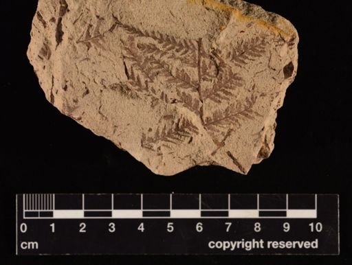 Cladophlebis sp.