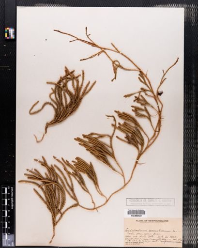 Lycopodium annotinum