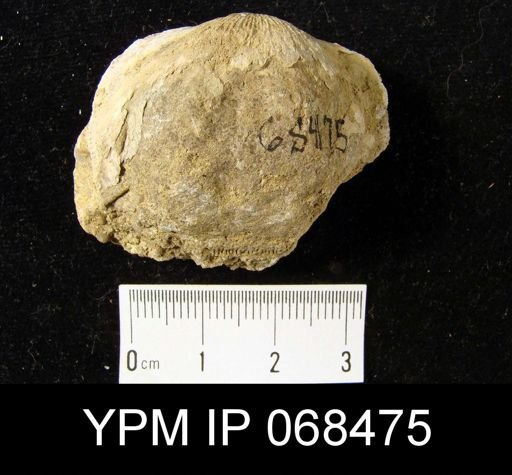 Plaesiomys subquadrata