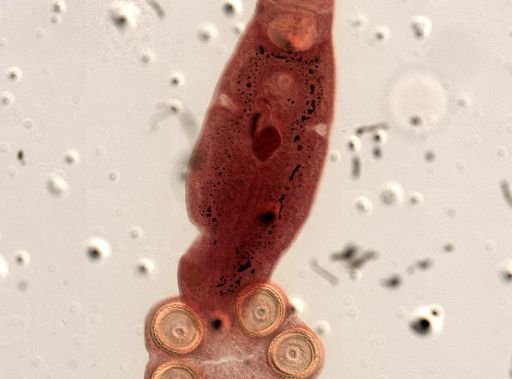 Polystomoides megacotyle