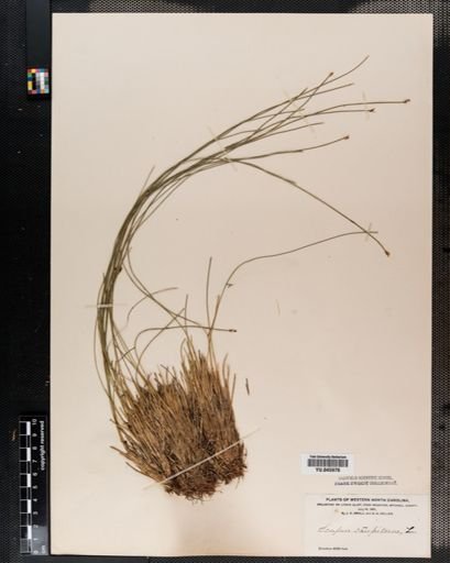 Scirpus caespitosus