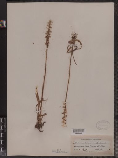 Ibidium cernuum