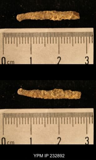 Archaeocidaris sp.