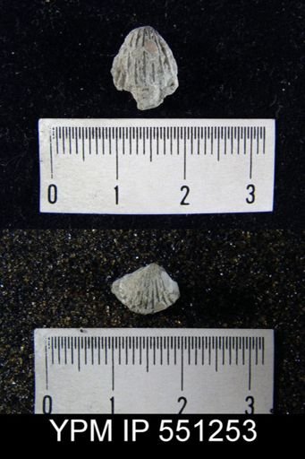 Anastrophia internascens