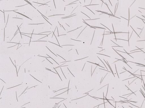 Halichondria (Eumastia) sp.