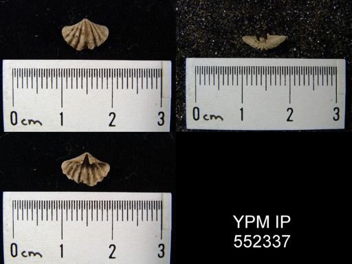 Howellella elegans