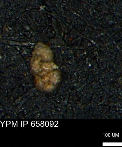 Ammobaculoides phaulus