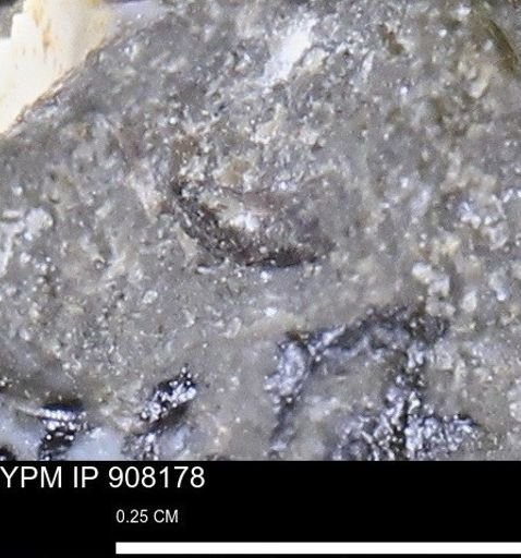 undet. Mollusca