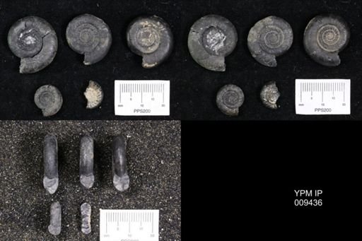 Tropigastrites lahnontanus