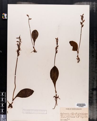 Habenaria