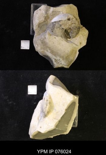 Hoploscaphites melloi