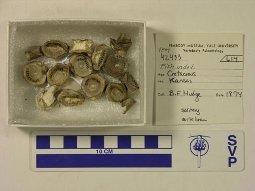 undet. Actinopterygii