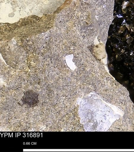 undet. Mollusca